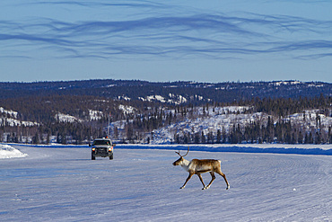An adult caribou, Rangifer tarandus, migrating north to feeding grounds, Great Slave Lake, Northwest Territories, Canada.