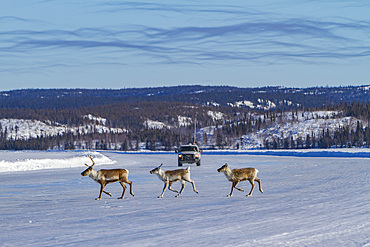 A small group of caribou, Rangifer tarandus, migrating north to feeding grounds, Great Slave Lake, Northwest Territories, Canada.