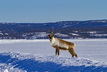 An adult caribou, Rangifer tarandus, migrating north to feeding grounds, Great Slave Lake, Northwest Territories, Canada.