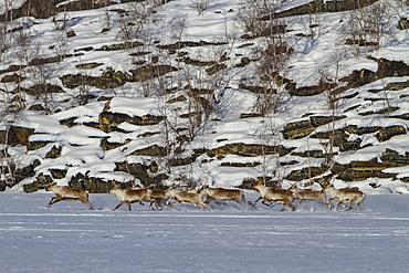 A small group of caribou, Rangifer tarandus, migrating north to feeding grounds, Great Slave Lake, Northwest Territories, Canada.