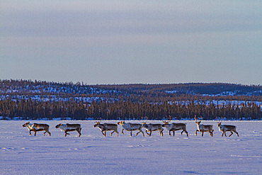 A small group of caribou, Rangifer tarandus, migrating north to feeding grounds, Great Slave Lake, Northwest Territories, Canada.
