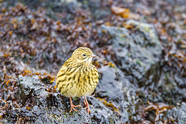 Adult South Georgia pipit, Anthus antarcticus, feeding at low tide on Prion Island, Bay of Isles, South Georgia.