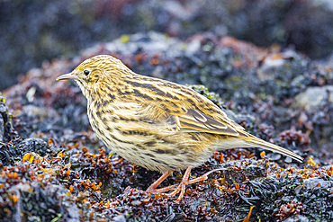 Adult South Georgia pipit, Anthus antarcticus, feeding at low tide on Prion Island, Bay of Isles, South Georgia.