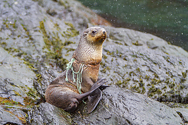 Antarctic fur seal pup, Arctocephalus gazella, tangled in fishing gear on South Georgia Island, Southern Ocean.