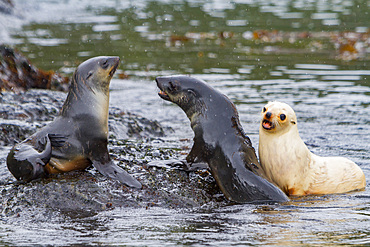 Leucistic, lack of melanin or blond, Antarctic fur seal pup, Arctocephalus gazella, playing on South Georgia Island.