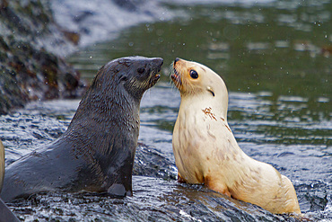 Leucistic, lack of melanin or blond, Antarctic fur seal pup, Arctocephalus gazella, playing on South Georgia Island.