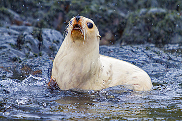Leucistic, lack of melanin or blond, Antarctic fur seal pup, Arctocephalus gazella, playing on South Georgia Island.