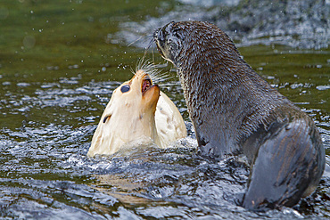 Leucistic, lack of melanin or blond, Antarctic fur seal pup, Arctocephalus gazella, playing on South Georgia Island.