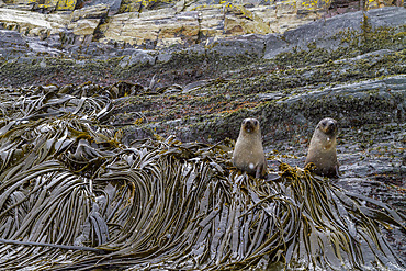 Antarctic fur seal pups, Arctocephalus gazella, on a rocky point in the snow on South Georgia Island, Southern Ocean.