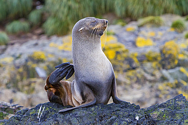 Adult female Antarctic fur seal, Arctocephalus gazella, scratching on South Georgia Island, Southern Ocean.