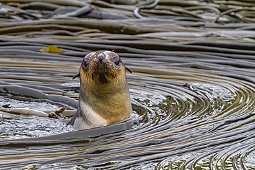 Antarctic fur seal pup, Arctocephalus gazella, playing in kelp on South Georgia Island, Southern Ocean.
