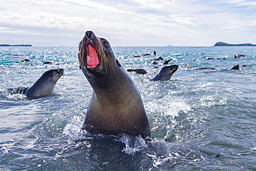 Antarctic fur seal pup, Arctocephalus gazella, playing in the water on South Georgia Island, Southern Ocean.