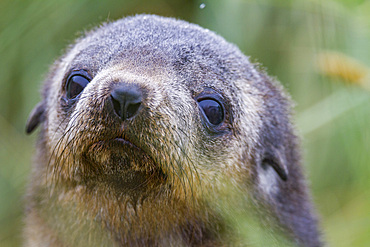 Antarctic fur seal pup, Arctocephalus gazella, in tussac grass in the snow on South Georgia Island, Southern Ocean.