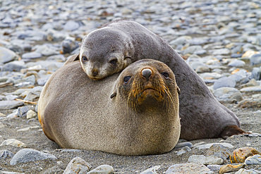 Antarctic fur seal mother and pup, Arctocephalus gazella, in close connection on South Georgia Island, Southern Ocean.