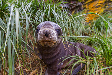 Antarctic fur seal pup, Arctocephalus gazella, in tussac grass in the snow on South Georgia Island, Southern Ocean.