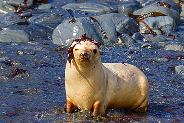 Leucistic, lack of melanin or blond, Antarctic fur seal pup, Arctocephalus gazella, playing on South Georgia Island.