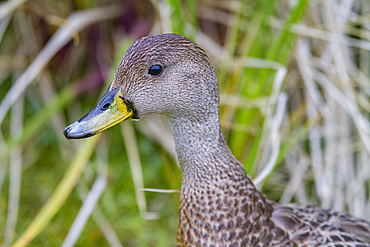 The endemic South Georgia pintail adult, Anas georgica georgica, on South Georgia Island, Southern Ocean.