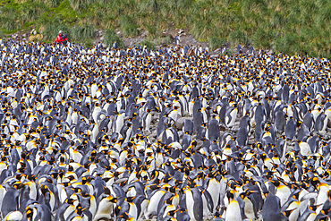 King penguin, Aptenodytes patagonicus, breeding and nesting colony at Salisbury Plains, Bay of Isles, South Georgia.