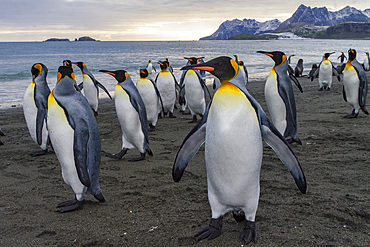 King penguin, Aptenodytes patagonicus, breeding and nesting colony at Salisbury Plains, Bay of Isles, South Georgia.