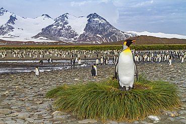 King penguin, Aptenodytes patagonicus, breeding and nesting colony at Salisbury Plains, Bay of Isles, South Georgia.