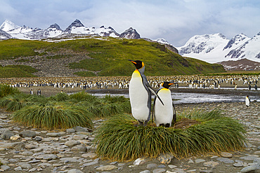 King penguin, Aptenodytes patagonicus, breeding and nesting colony at Salisbury Plains, Bay of Isles, South Georgia.