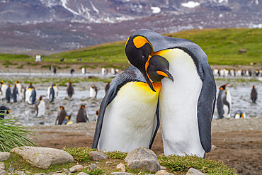 King penguin, Aptenodytes patagonicus, breeding and nesting colony at Salisbury Plains, Bay of Isles, South Georgia.