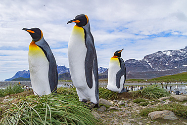 King penguin, Aptenodytes patagonicus, breeding and nesting colony at Salisbury Plains, Bay of Isles, South Georgia.