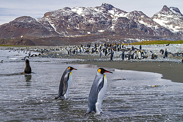King penguin, Aptenodytes patagonicus, breeding and nesting colony at Salisbury Plains, Bay of Isles, South Georgia.