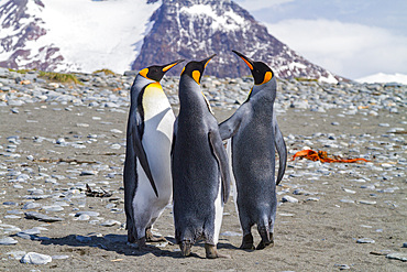 King penguin, Aptenodytes patagonicus, breeding and nesting colony at Salisbury Plains, Bay of Isles, South Georgia.