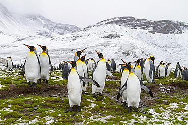 King penguin, Aptenodytes patagonicus, breeding and nesting colony at Salisbury Plains, Bay of Isles, South Georgia.