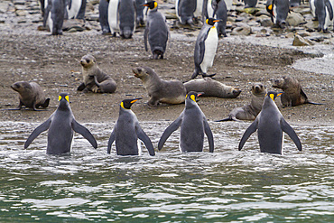 King penguin, Aptenodytes patagonicus, breeding and nesting colony at Fortuna Bay, South Georgia Island.