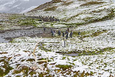 King penguin, Aptenodytes patagonicus, breeding and nesting colony at Fortuna Bay, South Georgia Island.