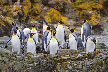 King penguin, Aptenodytes patagonicus, breeding and nesting colony at Fortuna Bay, South Georgia Island.