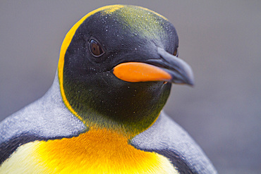 King penguin head detail, Aptenodytes patagonicus, at breeding and nesting colony in Fortuna Bay, South Georgia.