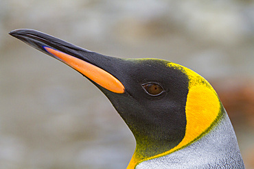 King penguin head detail, Aptenodytes patagonicus, at breeding and nesting colony in Fortuna Bay, South Georgia.