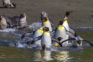 King penguin, Aptenodytes patagonicus, breeding and nesting colony in Hercules Bay, South Georgia Island.