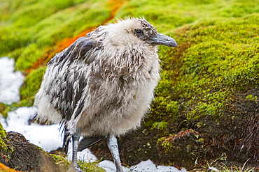 A brown skua, Catharacta antarctica, chick at Stromness Bay on South Georgia Island in the Southern Ocean.