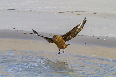 An adult brown skua, Catharacta antarctica, at Stromness Bay on South Georgia Island in the Southern Ocean.