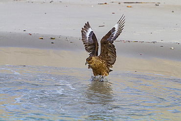 An adult brown skua, Catharacta antarctica, at Stromness Bay on South Georgia Island in the Southern Ocean.