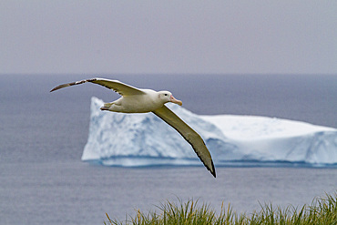 Adult wandering albatross, Diomedea exulans, in flight on Prion Island, Bay of Isles, South Georgia Island.