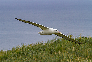 Adult wandering albatross, Diomedea exulans, in flight on Prion Island, Bay of Isles, South Georgia Island.