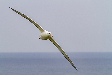 Adult wandering albatross, Diomedea exulans, in flight on Prion Island, Bay of Isles, South Georgia Island.