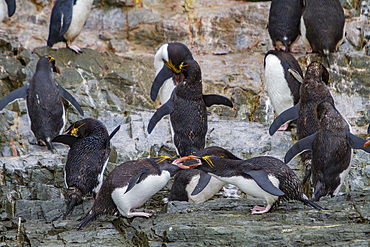 Adult macaroni penguins, Eudyptes chrysolophus, at breeding colony in Hercules Bay on South Georgia, Island.