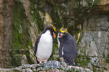 Adult macaroni penguins, Eudyptes chrysolophus, at breeding colony in Hercules Bay on South Georgia, Island.