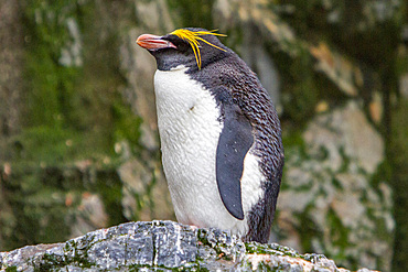 Adult macaroni penguin, Eudyptes chrysolophus, at breeding colony in Hercules Bay on South Georgia, Island.