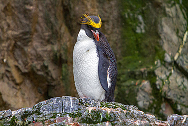 Adult macaroni penguin, Eudyptes chrysolophus, at breeding colony in Hercules Bay on South Georgia, Island.