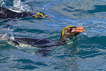 Adult macaroni penguin, Eudyptes chrysolophus, swimming at breeding colony in Hercules Bay on South Georgia, Island.