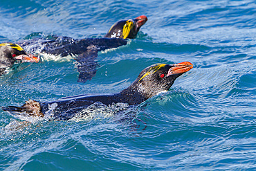Adult macaroni penguins, Eudyptes chrysolophus, swimming at breeding colony in Hercules Bay on South Georgia, Island.