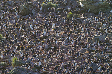 Adult macaroni penguins, Eudyptes chrysolophus, at breeding colony in Elsehul Bay on South Georgia Island.