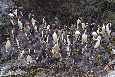 Adult macaroni penguins, Eudyptes chrysolophus, at breeding colony in Elsehul Bay on South Georgia Island.